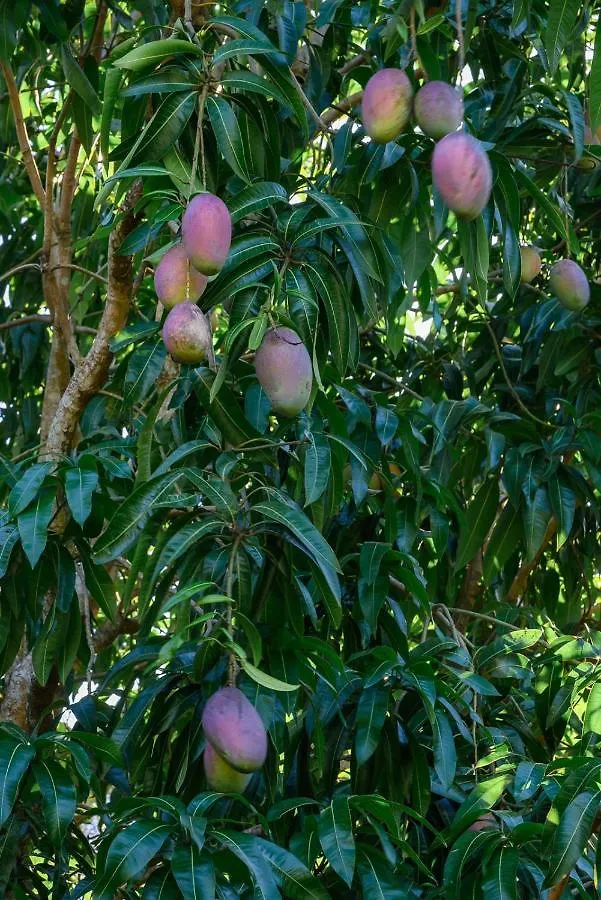 Дом отдыха Вилла Hacienda La Huerta Puerto Plata, 1 Bdr